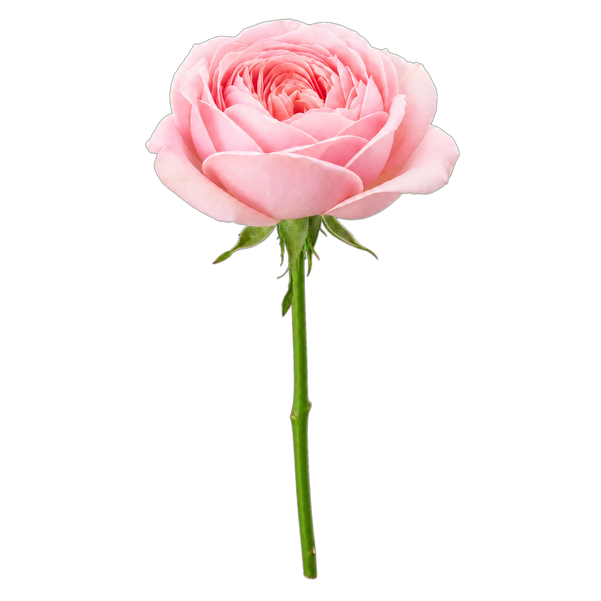 玫瑰手捧花花材