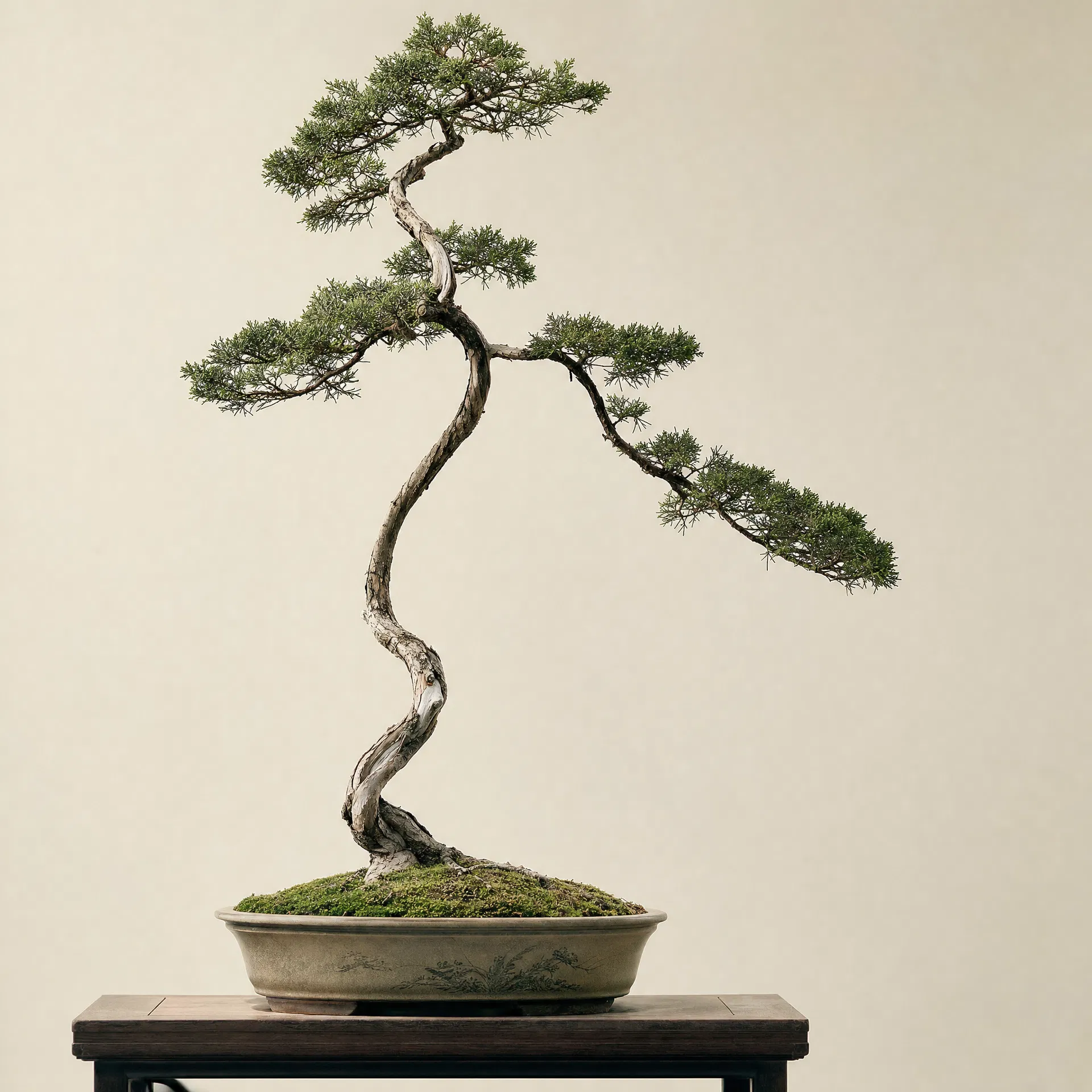 文人树盆景作品主视觉